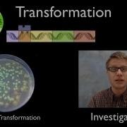 AP Biology Labs Part 2