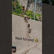 This Monkey Is Very Funny Tool Shorts Trendingshorts Viralshorts Funnyshorts Youtubeshorts