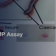 LAMP Assays For The Species Specific Detection Of Eimeria Protocol Preview