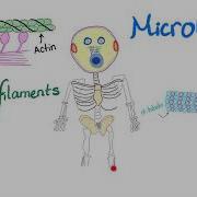 Microfilaments Microtubules And Intermediate Filaments Cytoskeleton Anatomy And Physiology
