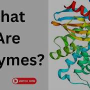 What Are Enzymes Enzymes In Our Body Functions Enzymes Explained Simply
