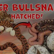 Hatching Tiger Bullsnakes Is Blood A New Morph