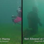 Neutral Buoyancy Vs Negative Buoyancy Instruction