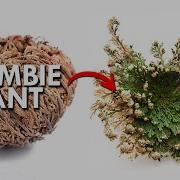 Resurrection Plants These Plants Come Back From The Dead