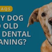 Is My Dog Too Old For Dental Cleaning Vet FAQs