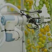 Autonomous Tomato Harvesting Robot Greenhouse Robotic Tomato Harvester