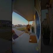 LION Sighting Sparks Big Questions About Suburban Safety Funny Sora2