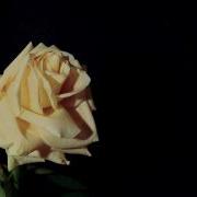 White Rose Time Lapse