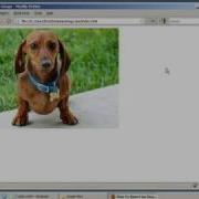 How To Insert An Image In A Webpage HTML XHTML