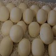 Burmese Pythons Egg Pulling And Setup For Incubation