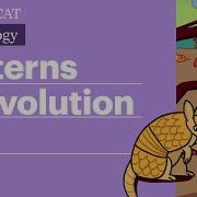 Patterns Of Evolution Divergent Convergent Parallel Full Lesson Sketchy MCAT