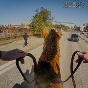 Police Horse Chases After Drug Dealer