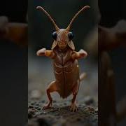 Funny Dancing Cockroch Cockroach Dance Shorts