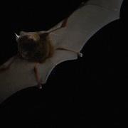 Here S What Bat Echolocation Sounds Like Slowed Down