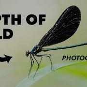 Как использовать глубину резкости в фотографии объяснение