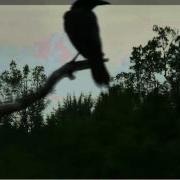 Video 2014 07 13 151700 PURPLE SKY PLUS BLACK BIRD SILHOUETTE