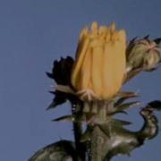 Flowers Up Close Botanical Timelapse