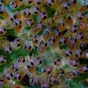 Clown Fish Eggs Finding Nemo S Children Clown Fish Babies