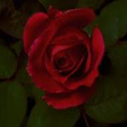TF101 Time Lapse Flower FREE FOOTAGE