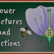 Flower Structures And Functions Insect Pollinated Flowers