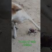 Unbelievable Crab Walking Crab Short Video Videoshort Videoyoutube Trustsestates