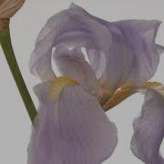 Iris Flower Opening And Dying Time Lapse