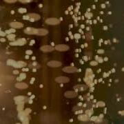 Champagne Bubbles Screensaver Celebration Background Wedding Engagement Party Ambience 3 Hours