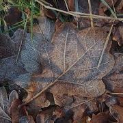 Of Leaf Litter And Flies