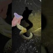 I Yoinked A Python Snake Youtube Viral Wildlife Animals Alligator Everglades Crocodile Crazy