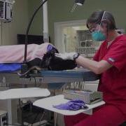 Professional Dog Teeth Cleaning