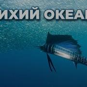 МНОГООБРАЗИЕ ЖИЗНИ В ПОДВОДНЫХ ГЛУБИНАХ Тихий океан Семейный канал