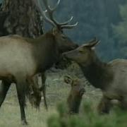 Bugling Elk National Geographic