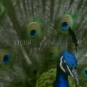 WILDLIFE FROM BBC MOTION GALLERY