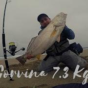 CORVINA 7 3kg SHIMANO FLASH BOOST HIRAME MINNOW 135F