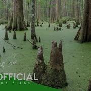 Swamp Forests Where Water Builds An Ecosystem BBTV Official