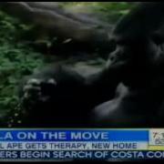 Anti Social Gorilla Patrick Gorilla At Dallas Zoo To Be Moved To South Carolina S Riverbanks Zoo