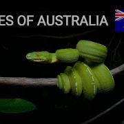 Snakes Of Australia Cape York Peninsula Green Tree Python Scrub Python Northern Death Adder