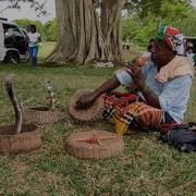 Cobra Dances To Snake Charmer S Flute