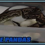 ANGRY Ball Python Mama DID NOT Want Me To Take Her Eggs