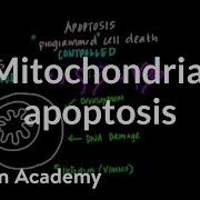 Mitochondria Apoptosis And Oxidative Stress Cells MCAT Khan Academy