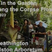 Deeper In The Garden Wolfgang The Corpse Flower