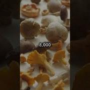 Machine Learning Project On Mushroom Classification Whether It S Edible Or Poisonous