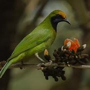 Golden Fronted Leafbird Song With Spectrogram Bird Song 84 Type 2