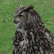 Twit Twoo