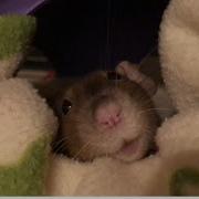 Rat Smiles For Joy