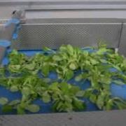 Vortex Salad Processing Line