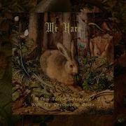 Mr Hare A New Forest Adventure With My Psychedelic Boots 2025
