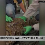 Nearly Intact Gator Found Inside Python Captured In Everglades