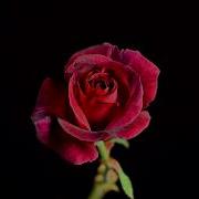Blooming Rose Flower Time Lapse Movie