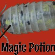 Armadillidium Vulgare Magic Potion Isopods